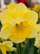 X 100 NARCISSUS CAIRNGORM 10/12