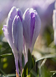X 100 CROCUS VANGUARD 8/9