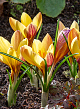 X 100 CROCUS SPECIE FUSCOTINCTUS 5/+