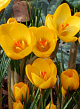 X 100 CROCUS SPECIE GOLDILOCKS 5/+