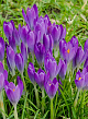 X 100 CROCUS SPECIE TOM. BARRS PURPLE 5/+