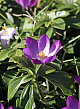 X 100 CROCUS SPECIE TOM. RUBY GIANT 5/+