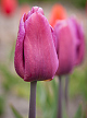 X 100 TULIPA COPEX 11/12