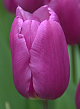 X 100 TULIPA BLUE BEAUTY 10/11