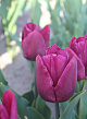 X 100 TULIPA COPEX PURPLE 12/+