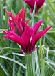 X 100 TULIPA PURPLE DANCE 11/12