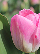 X 100 TULIPA CONTIGO 10/11