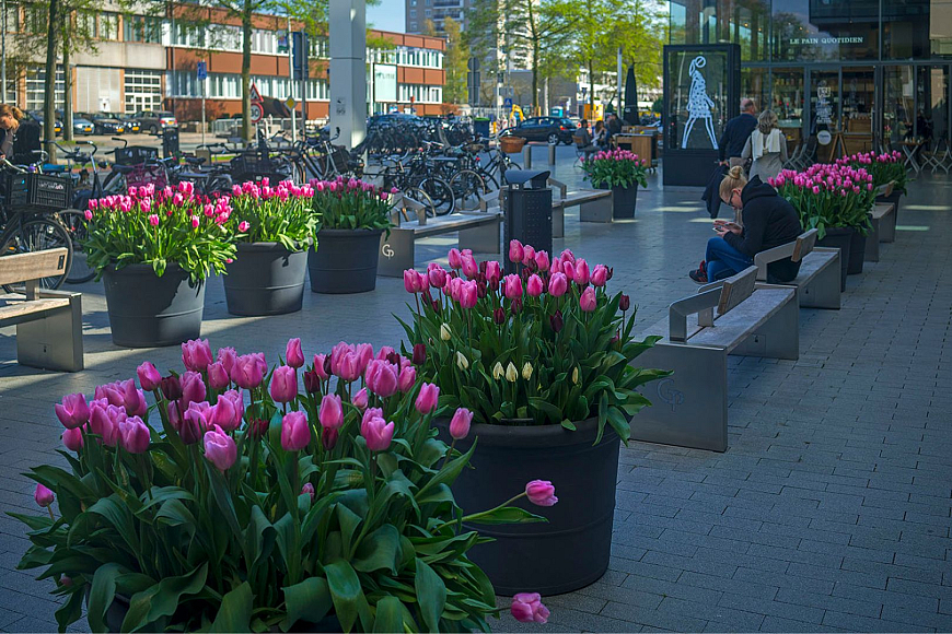 Bloembakken Tulip Festival Amsterdam