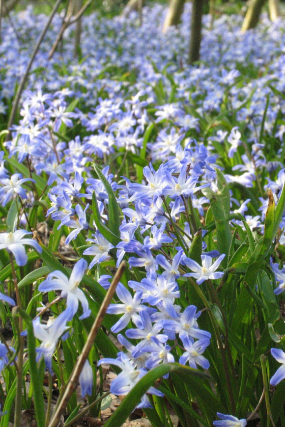 Chionodoxa luciliae