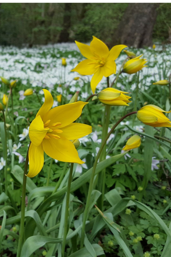 Tulipa Sylvestris