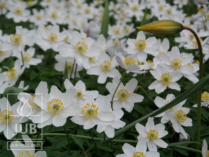 Anemone nemorosa & Tulipa sylvestris