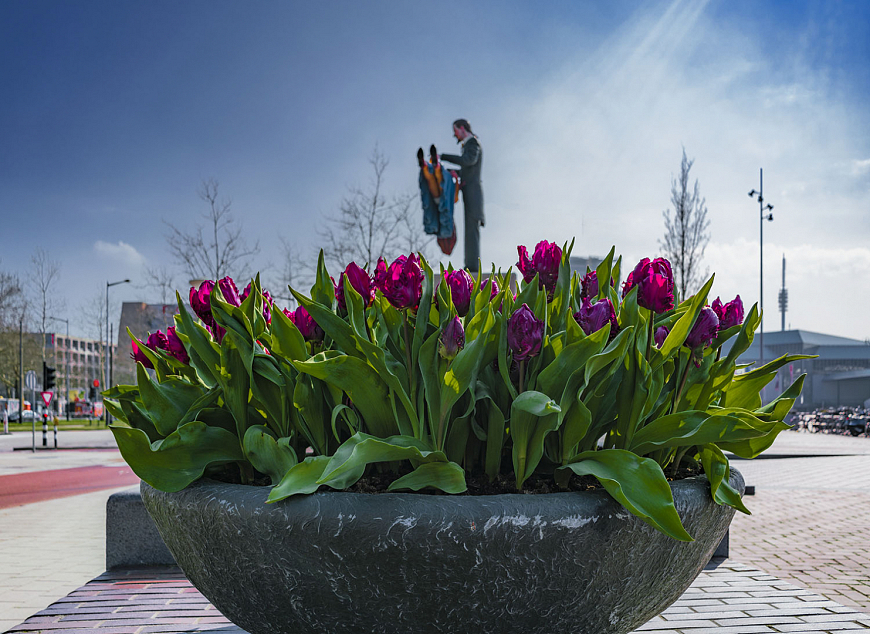 Tulipa Parrot Negrita