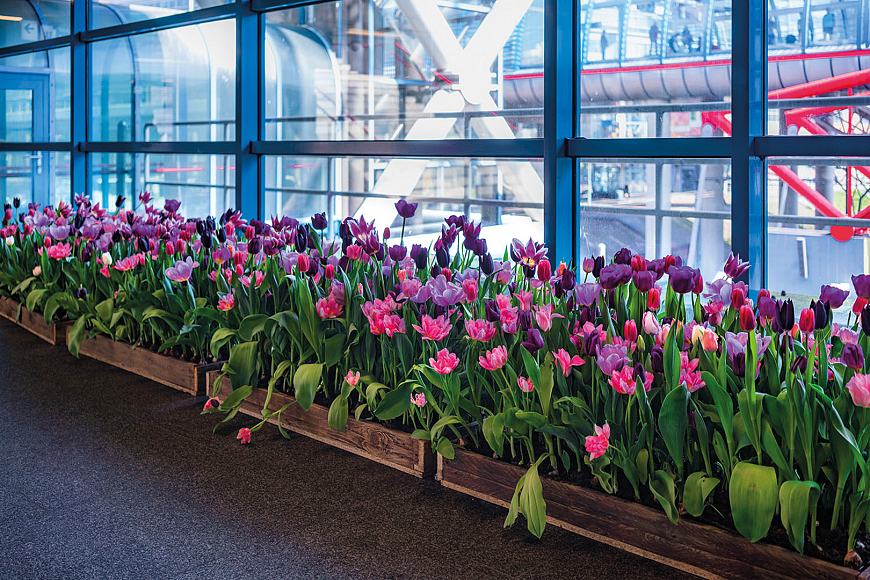 Tulipa in station