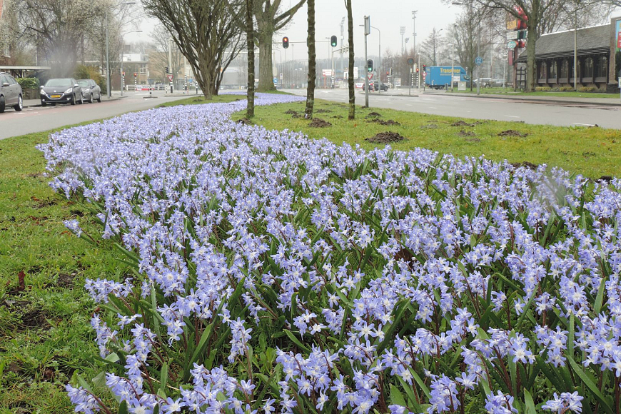 Chionodoxa Blue (Haarlem)