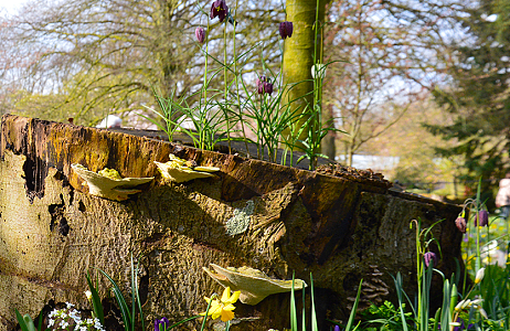 Special mix of naturalising bulbs and perennials attracts lots of attention at Keukenhof (NL)