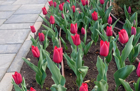Tulp 'Uranus' in bloei in Roemeense parlementstuin