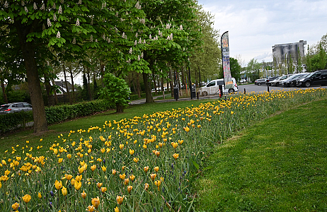 De Bonte Berm Roadshow in Aalst - Samen op weg naar biodivers groenbeheer 