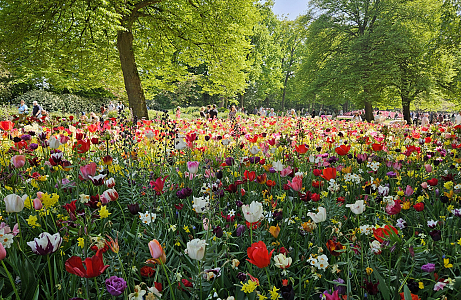 A Painterly Finale JUB Holland’s Blooming Masterpiece at Keukenhof 2025