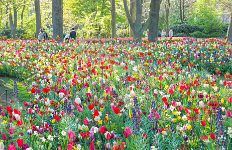 A Painterly Finale JUB Holland’s Blooming Masterpiece at Keukenhof 2025