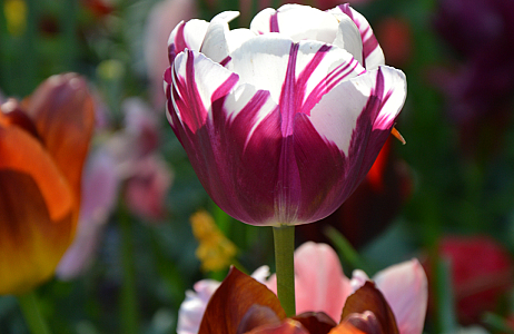 A Painterly Finale JUB Holland’s Blooming Masterpiece at Keukenhof 2025