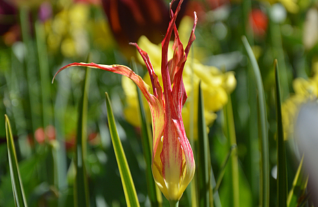 A Painterly Finale JUB Holland’s Blooming Masterpiece at Keukenhof 2025