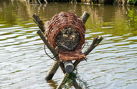 Bollenvogels bij JUB Holland – broedsucces van gele kwikstaarten