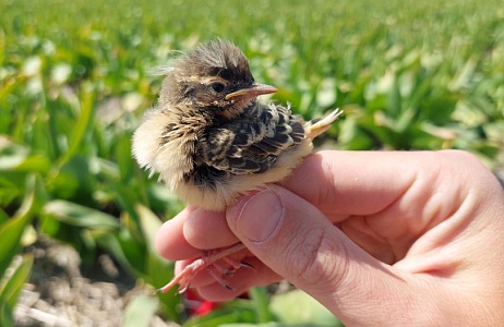 Bollenvogels bij JUB Holland – broedsucces van gele kwikstaarten