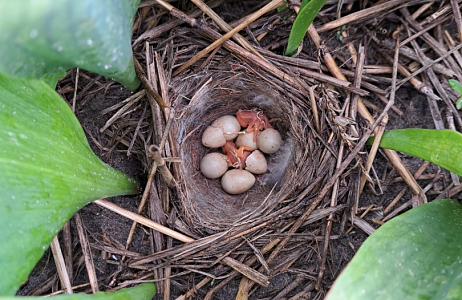 Bollenvogels bij JUB Holland – broedsucces van gele kwikstaarten