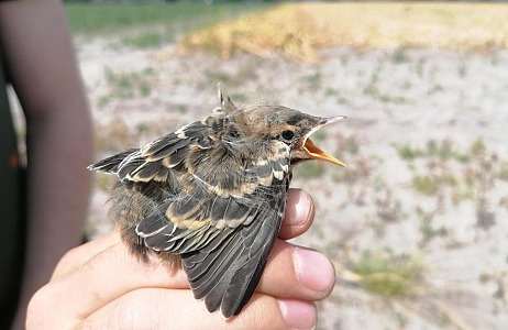 Bollenvogels bij JUB Holland – broedsucces van gele kwikstaarten