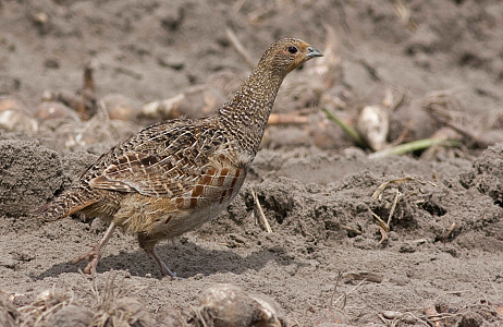 Bollenvogels bij JUB Holland – broedsucces van gele kwikstaarten