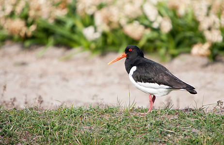 Bollenvogels bij JUB Holland – broedsucces van gele kwikstaarten