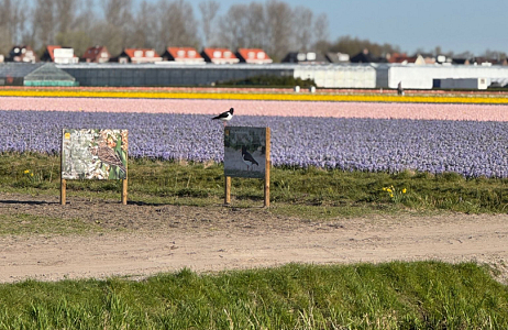 Bollenvogels bij JUB Holland – broedsucces van gele kwikstaarten