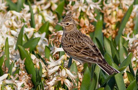 Bollenvogels bij JUB Holland – broedsucces van gele kwikstaarten