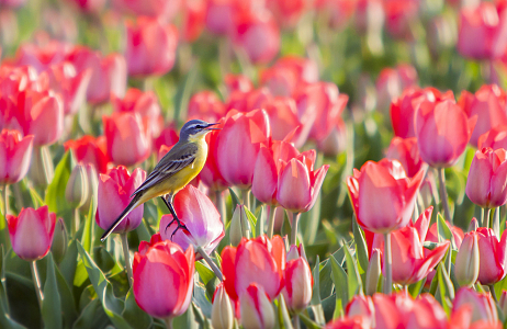 Bollenvogels bij JUB Holland – broedsucces van gele kwikstaarten