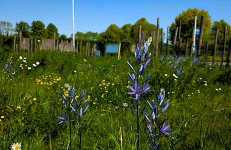  Bonte Bermen in Limburg: biodiversiteit in volle bloei