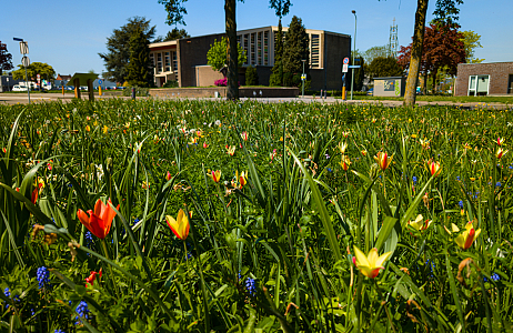  Bonte Bermen in Limburg: biodiversiteit in volle bloei