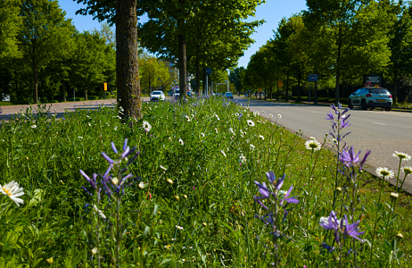  Bonte Bermen in Limburg: biodiversiteit in volle bloei