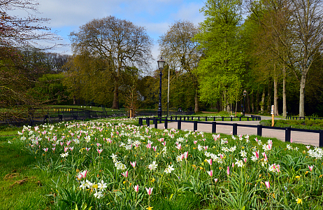  Bloembollen als verkeersmaatregel in historisch Park Velserbeek
