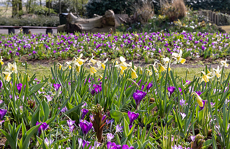 SILK - Keukenhof 21/03/2022