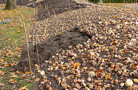 Planting borders Keukenhof - Indigo