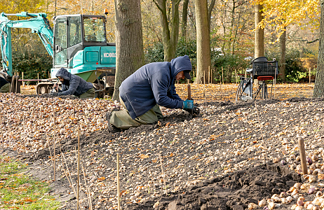 Planting borders Keukenhof - Indigo