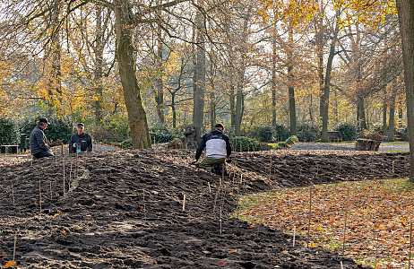 Planting borders Keukenhof - Indigo