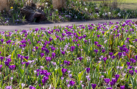 SILK - Keukenhof 21/03/2022
