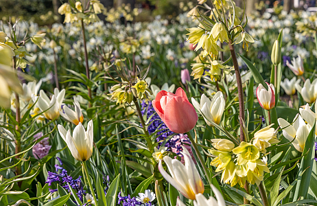 SILK - Keukenhof 29/03/2022