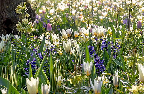SILK - Keukenhof 29/03/2022