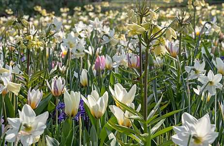 SILK - Keukenhof 29/03/2022