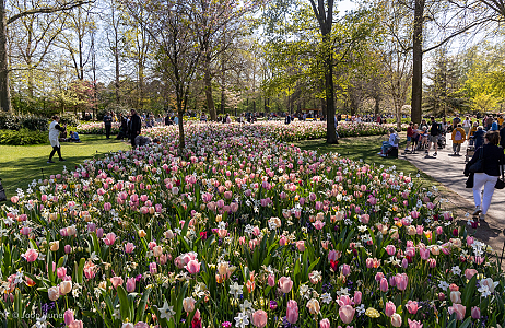 SILK - Keukenhof 22/04/2022