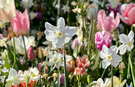 SILK - Keukenhof 22/04/2022
