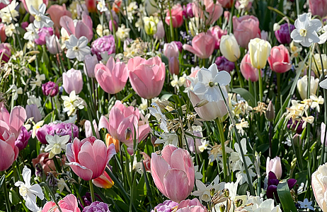SILK - Keukenhof 22/04/2022