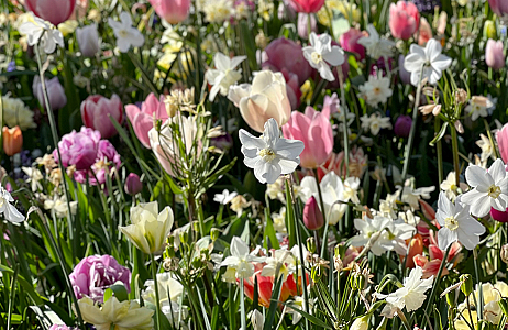 SILK - Keukenhof 22/04/2022